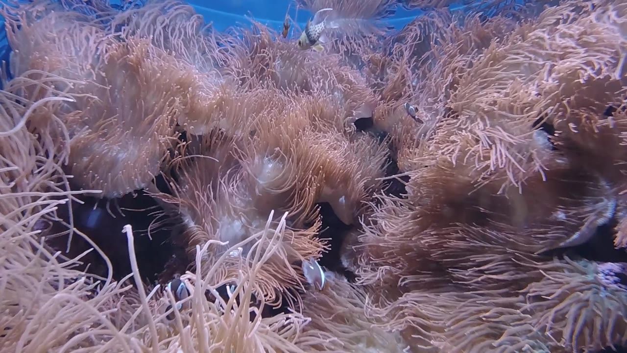 Dense sea anemone tentacle mass with dark background prominent on left side