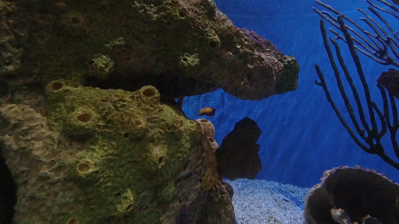 Opening Denver aquarium frame with green-brown reef rock on the left, blue water behind it, a small orange fish near the rock, and no visible people.