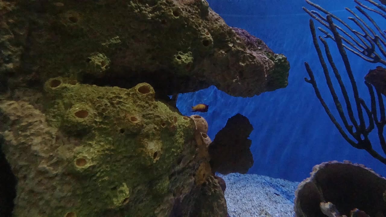 Denver aquarium view one second in, with the large pitted rock still filling the left side and the small fish tucked near the blue background, no visible people.
