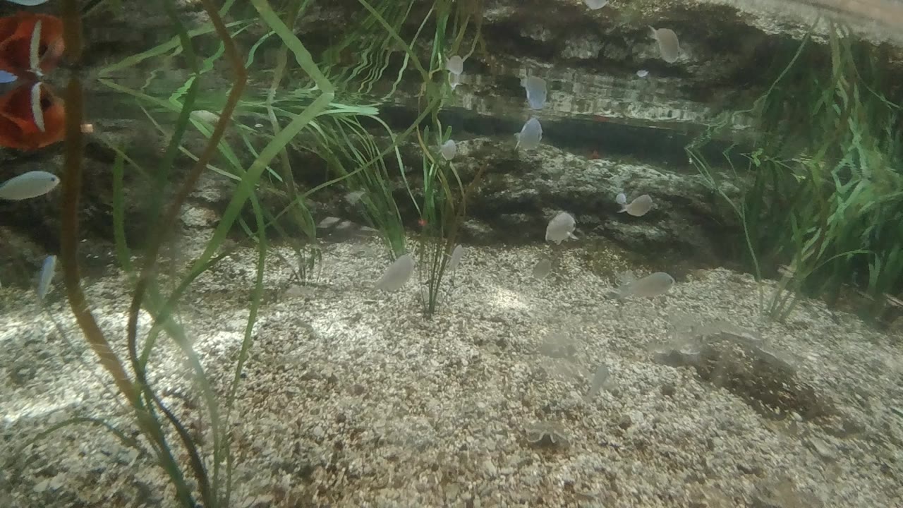 Denver aquarium frame with pale gravel, green stems, a dark rock backing, and a partial red and white clown fish entering from the left, no visible people.