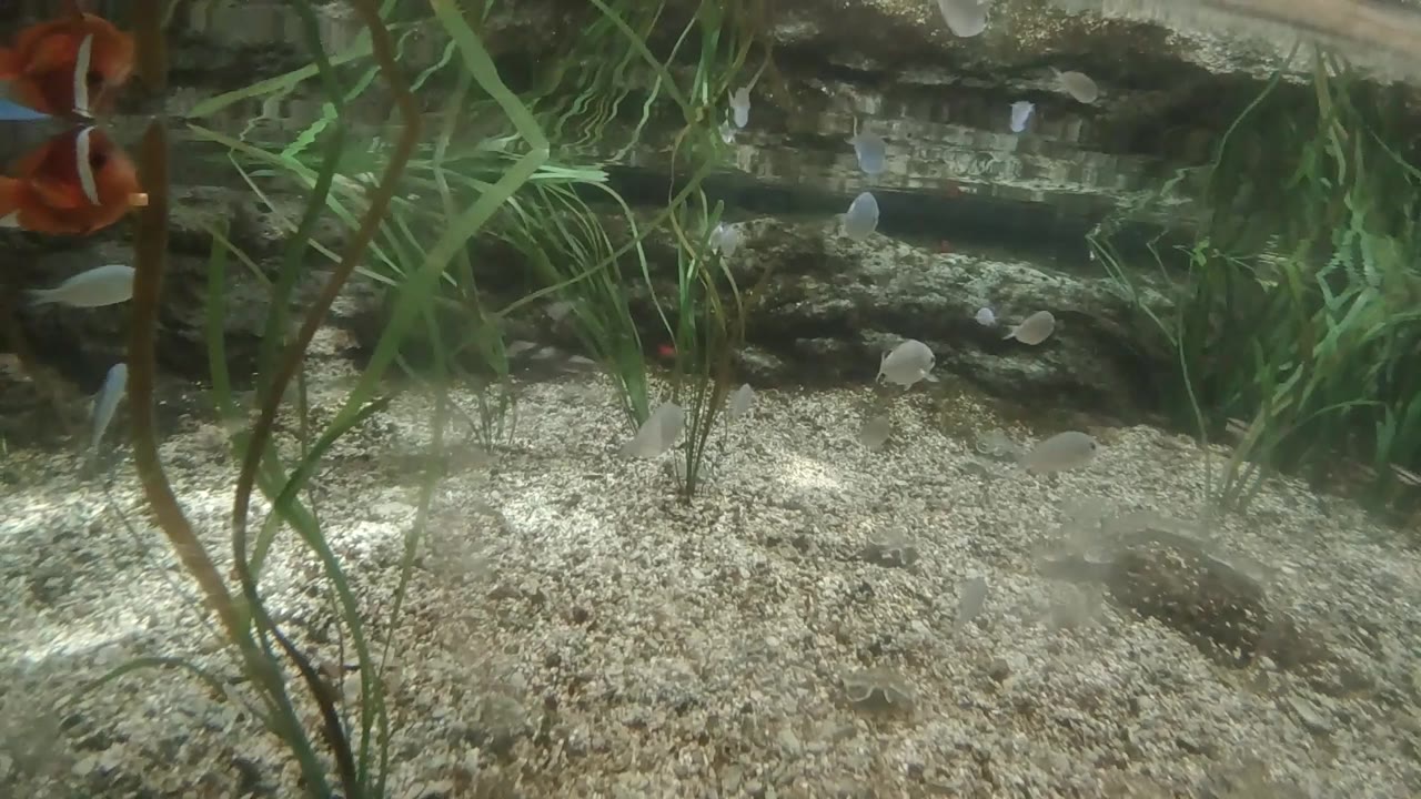 Aquarium plants and gravel with clown fish partly off frame.