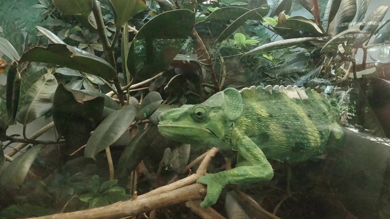At the start of the Denver clip, a green striped Meller's chameleon rests side-on on a branch among broad enclosure leaves, with no visible people.