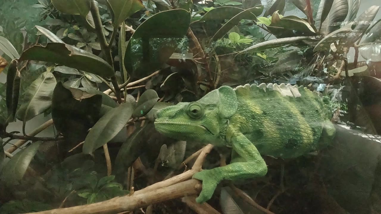 One second in, the Meller's chameleon faces left with its front foot wrapped around the branch and dark leaves filling the Denver enclosure background, with no visible people.
