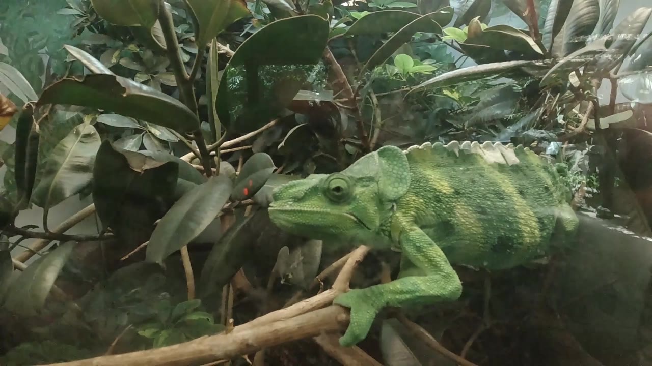 At 0:02, the chameleon's yellow-green striped body fills the right side while the head points toward a cluster of leaves in the Denver enclosure, with no visible people.