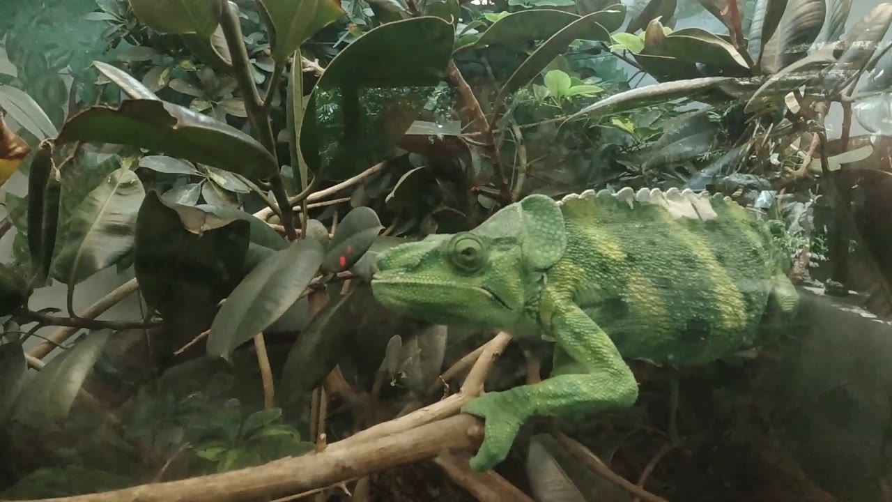 At 0:03, the chameleon remains low on crossing branches with its head near the left foliage and its arched back visible, with no visible people.