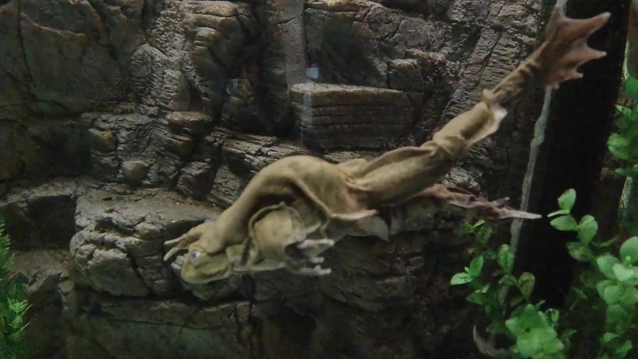 At the start of the Denver clip, a large tan frog swims left to right beside dark artificial rockwork, with green plants at the edge and no visible people.