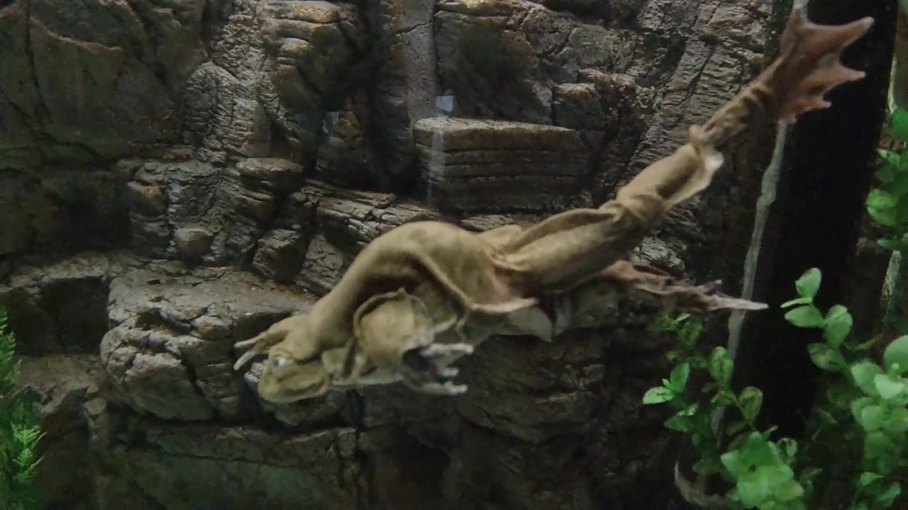 The frog holds a stretched swimming posture in front of the textured rock wall, with its rear leg extended and no visible people.