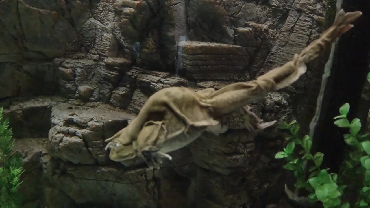 Frog passing a green plant and rock ledge