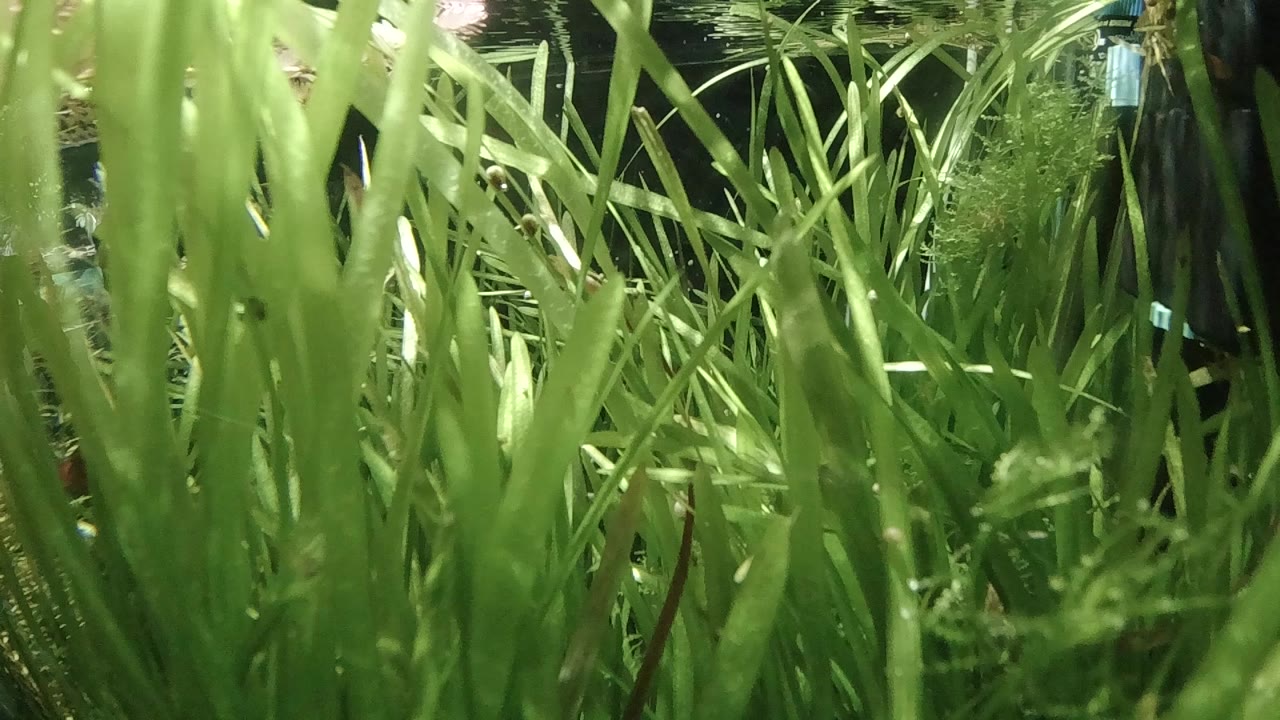 Green aquarium grasses filling the frame