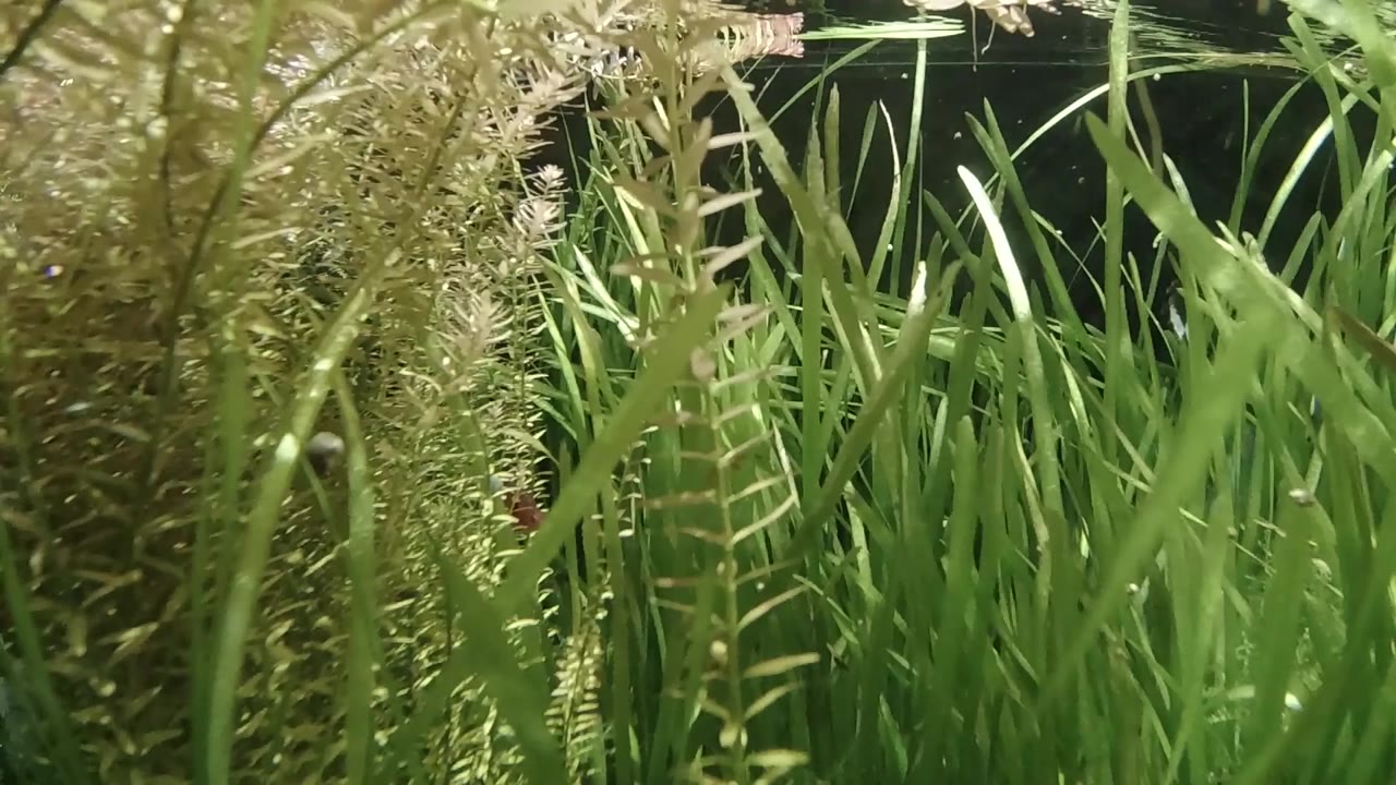 Dense green seagrass blades close-up with dark water background