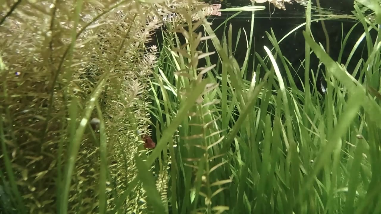 Bright green seagrass blades in dense close-up with dark water background; no visible people; from a controlled aquatic environment credited to Denver, United States.