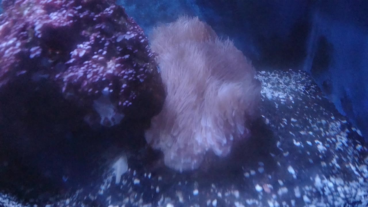 At 0:00, a pale sea anemone sits beside a dark purple rock in a blue Denver aquarium display, with speckled light across the lower water and no visible people.
