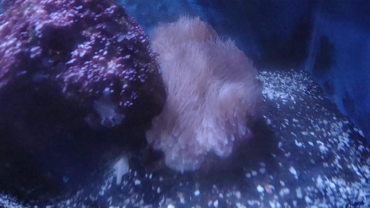 At 0:01, the anemone's pale tentacles spread toward the bright speckled aquarium floor while the purple rock remains tight on the left and no people are visible.