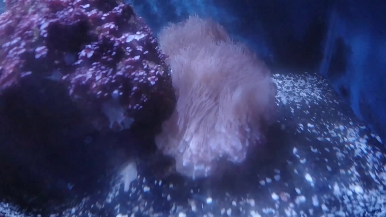 Close aquarium view of anemone and purple rock