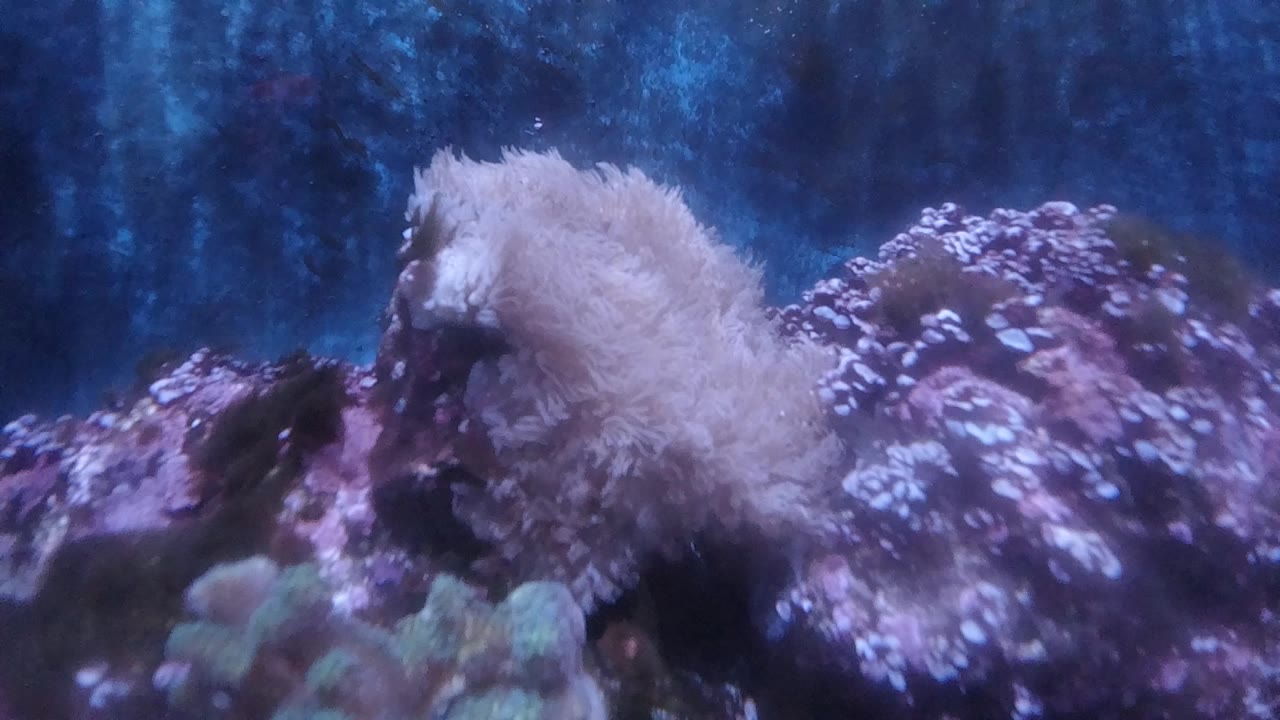 Denver aquarium bottom at the opening moment, with a pale feathery sea anemone rising from purple rock and blue tank water behind it, no visible people.