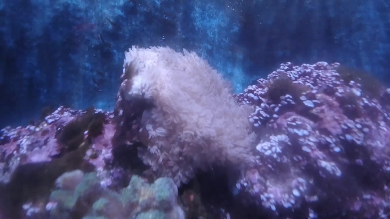 Blue aquarium light surrounds a pale feathery anemone and purple rock at the bottom of a Denver tank, with no visitors or people visible.