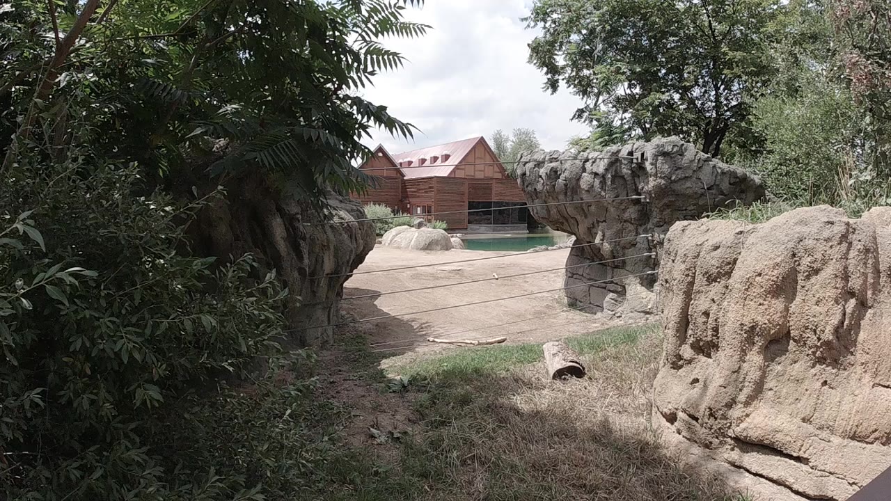 Colorado zoo habitat view at the start of the clip, with dark leaves at left, tan rockwork at right, a pale walkway, a wooden animal house in back, and no visible people.