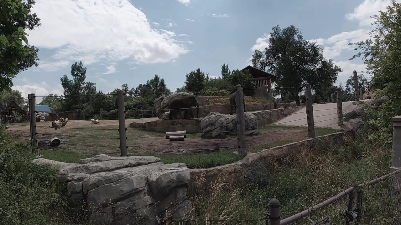 Early frame shows the same Colorado zoo habitat from outside the fence, with elephants clustered toward the left, pale boulders along the foreground, a paved path to the right, and no visible people.