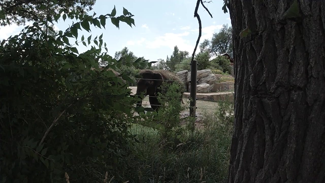 Elephant behind trees in a zoo enclosure.