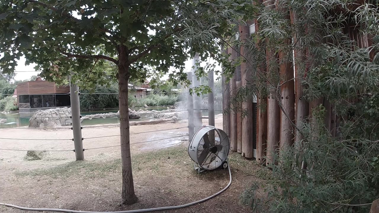 One second in, the fan remains at the right of frame with its hose curving across the foreground, while the central tree and pale path hold steady in the Colorado zoo scene with no visible people.