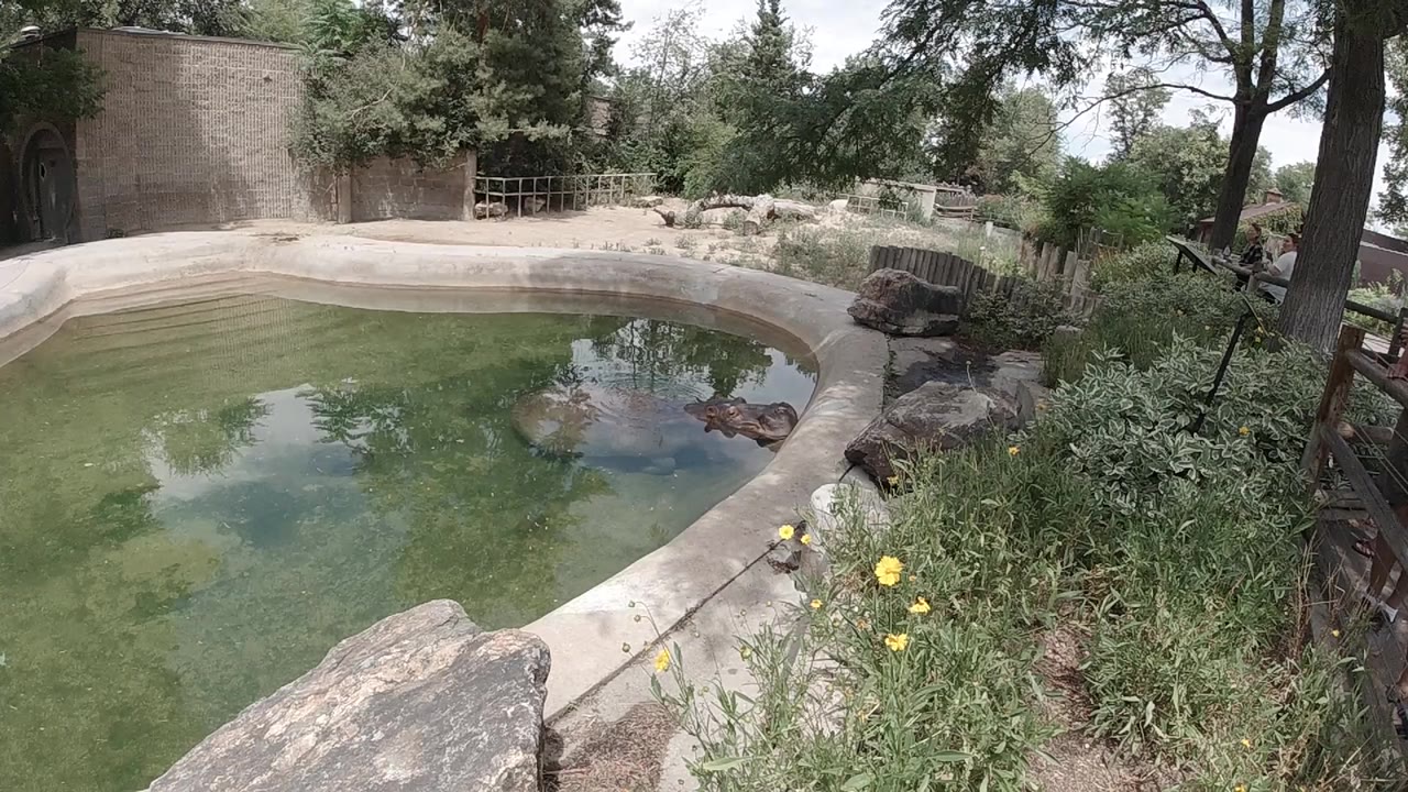 Opening frame of a Colorado zoo garden pool with green water, pale concrete edge, foreground rock, yellow flowers, trees, and no visible people.