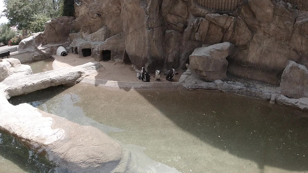 Multiple penguins on a concrete and rock ledge beside a grey-green pool in a Colorado zoo enclosure, viewed from an elevated downward angle; no people visible