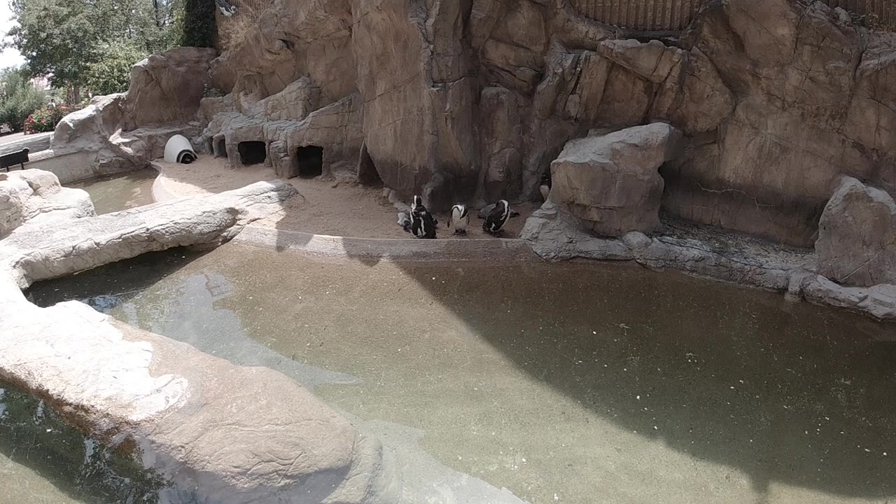 Several penguins scattered across a rock and concrete ledge beside a grey-green pool in a zoo enclosure, elevated downward angle; no people visible