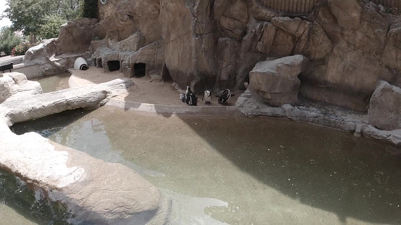 Penguins on a rock ledge within a zoo enclosure with sandstone-style rock formations in the background and green trees at the upper right; no people visible