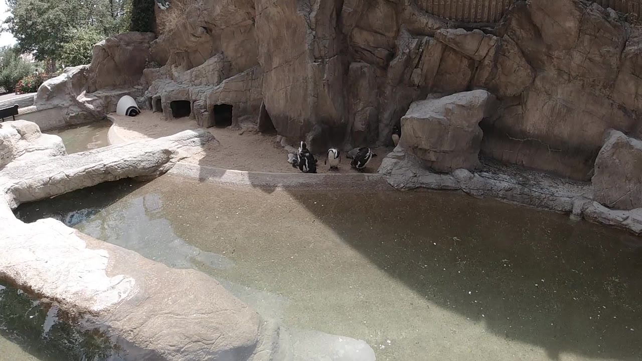 Multiple penguins on rock platform beside zoo pool, rock wall background