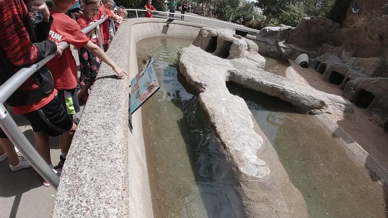 Visitors beside a zoo water habitat with rock ledges and an information sign.