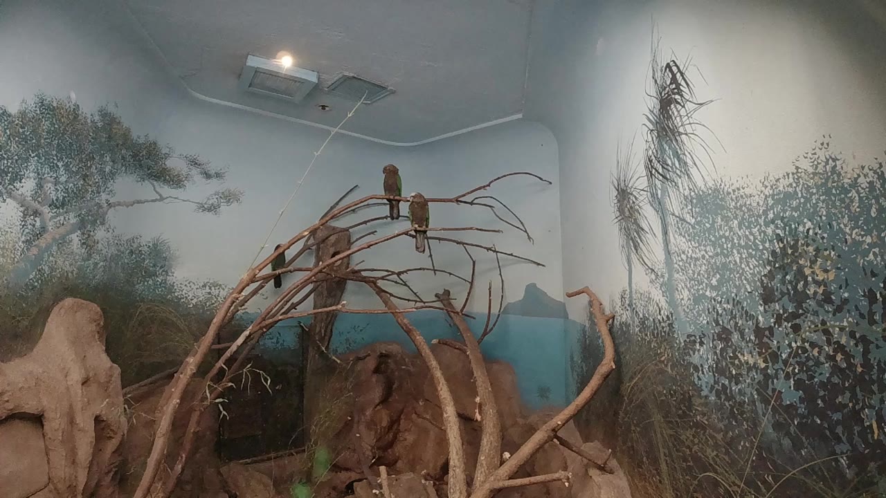 Wide indoor bird room with three birds perched on curved branches.