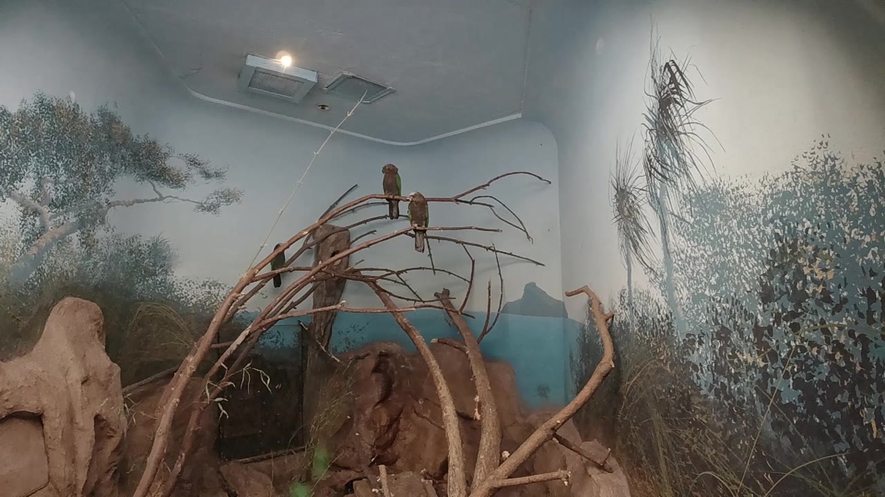 Early frame showing the Colorado indoor bird exhibit with the trio of perched birds centered over brown branches, pale walls, faux rock, and no visible people.