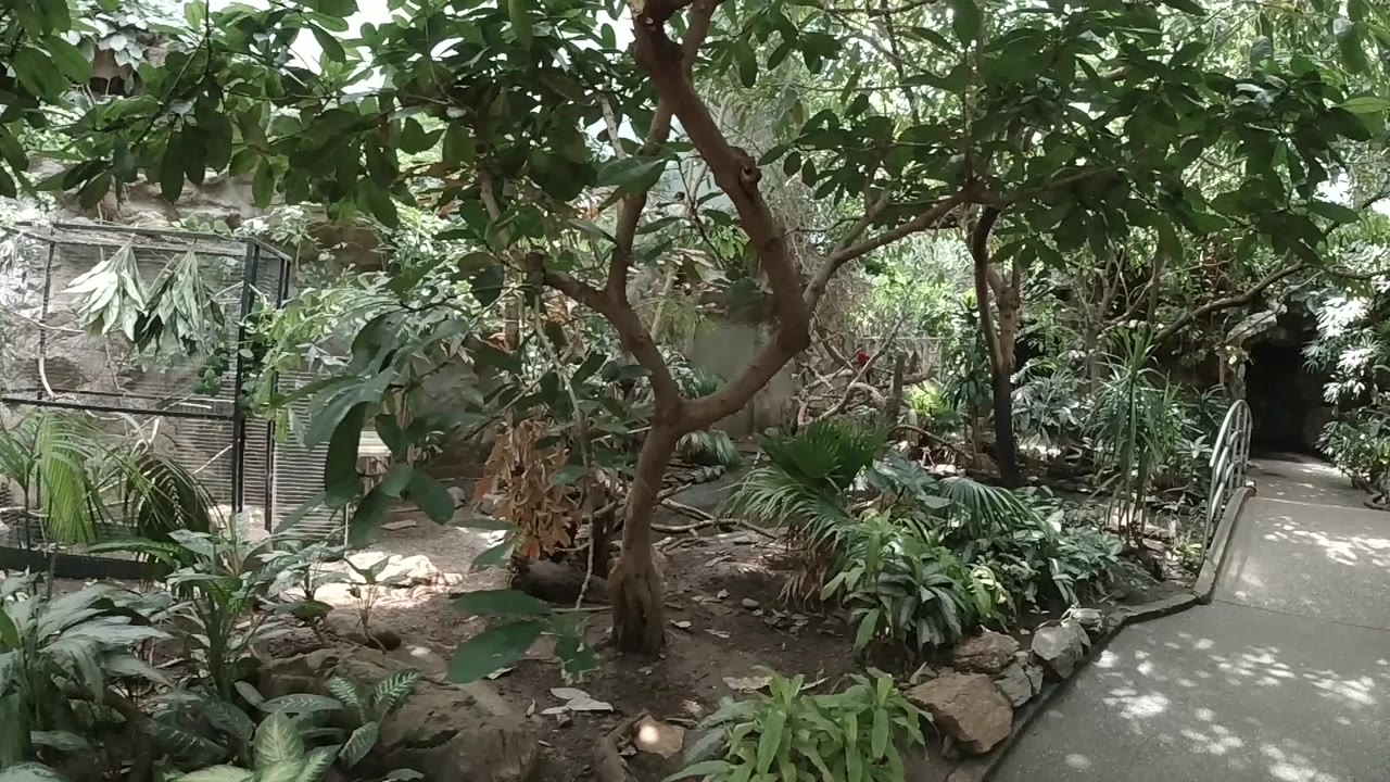 A Colorado zoo mini-forest scene begins with overhanging green leaves, a branching tree, rock-edged planting beds, and a paved path at right with no visible people.