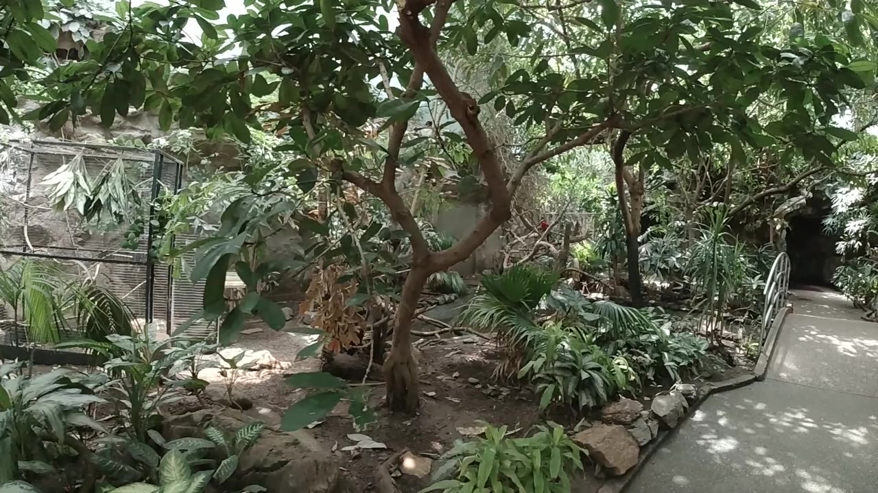 The Colorado mini-forest view holds on a leafy canopy, central tree limbs, low ferns, stones, and the pale walkway curving along the right side with no visible people.