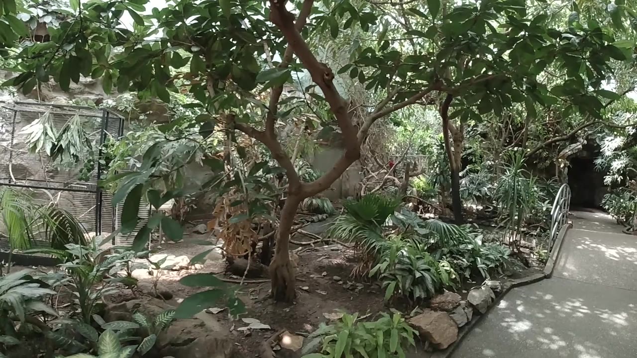 Tree branches above ferns beside a zoo walkway