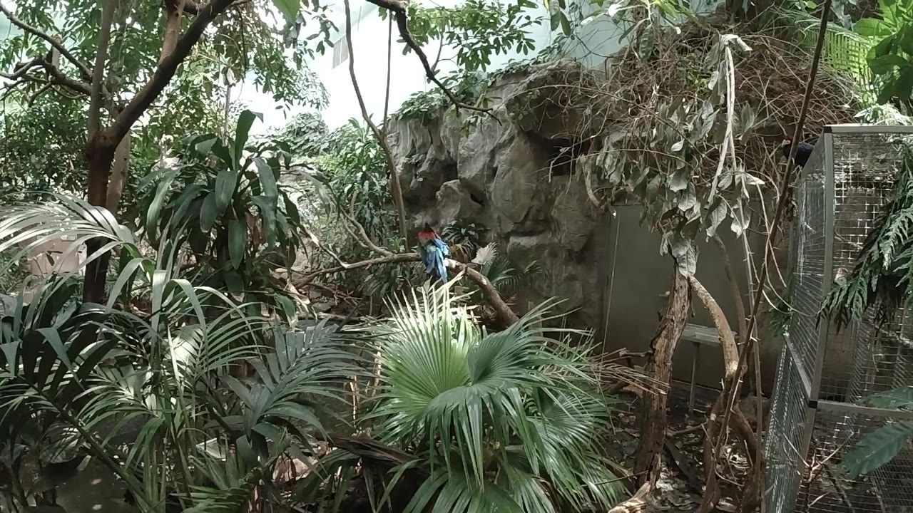 A blue parakeet sits near the center-left among branches, with fan palm leaves in front, rockwork behind, and no visible people in this Denver habitat frame.