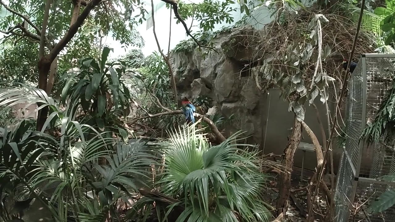 A small blue bird is visible in the midground, surrounded by broad leaves, dry branches, and the vertical mesh edge of the enclosure, with no visible people.
