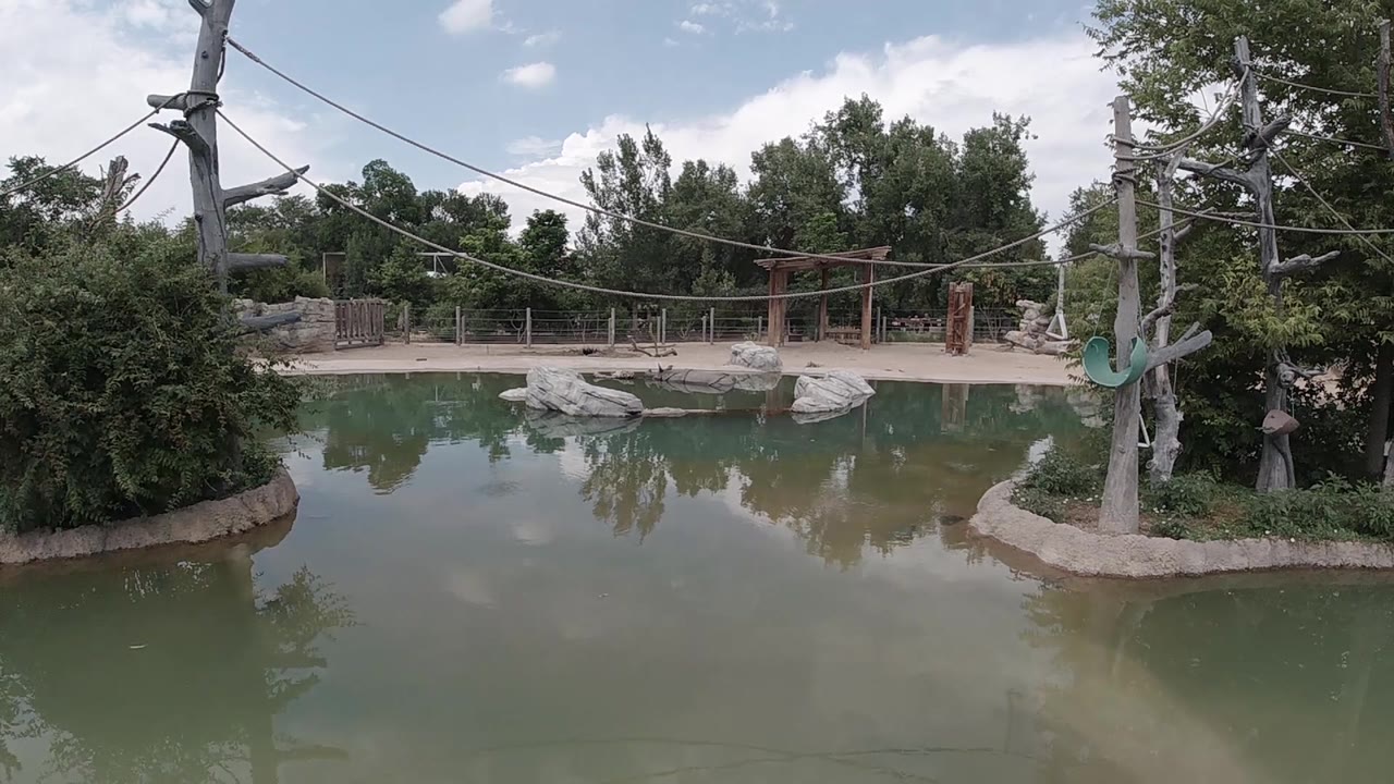 Wide pond scene at a Denver outdoor attraction with bare foreground tree trunks on the left, rope cables crossing the upper frame, the wooden bridge visible in the background right, and no visible people