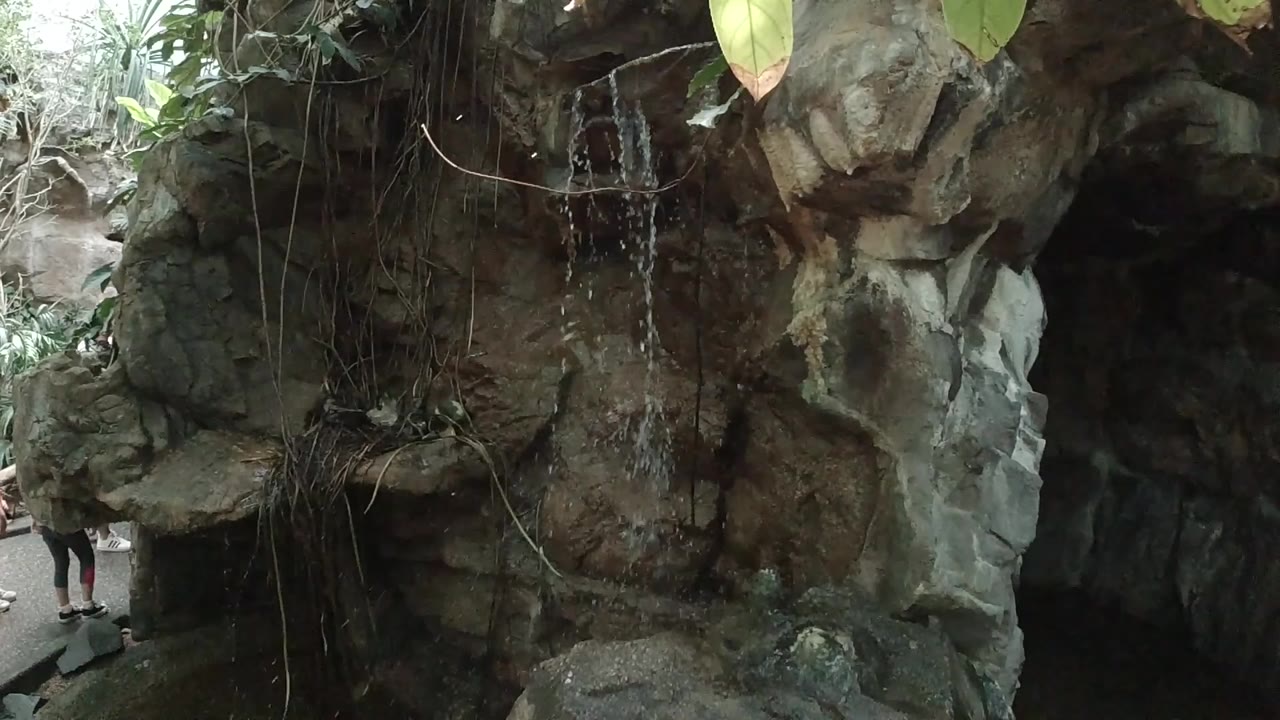 Opening view of a Colorado zoo fountain area with water trickling down a rocky wall, hanging roots, leafy edges, and no clearly visible people.