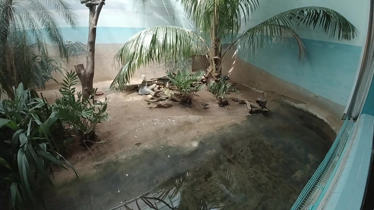 Empty zoo habitat with shallow water, palms, plants, and blue walls.