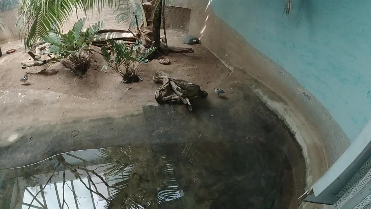 Opening frame of a Colorado indoor zoo enclosure, showing small birds near a shallow pool, sandy ground, plants, rocks, blue painted walls, and no visible people.
