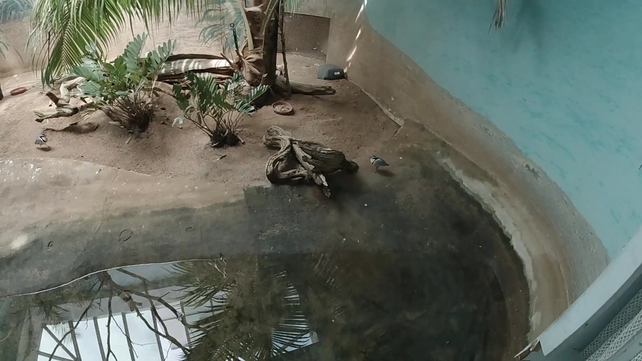 High-angle view of birds, plants, and water in an enclosure