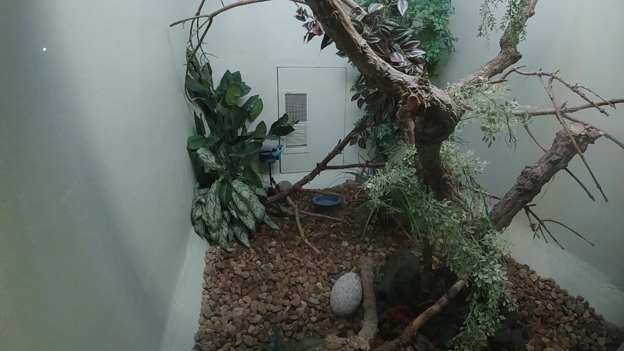 Colorado zoo enclosure interior at 0:00 showing a gnarled bare branch crossing the foreground, dark green leafy plants at right, brown bark-chip substrate, a smooth grey oval stone, and a large glass viewing window; no people or animals visible