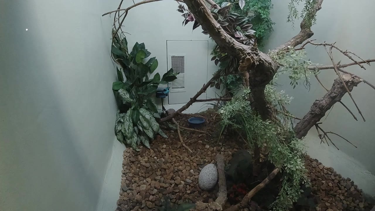 Colorado zoo enclosure at 0:01, same static composition as opening frame: bare branch, dark green foliage, brown bark substrate, smooth grey oval stone, and glass viewing window; no people or animals visible