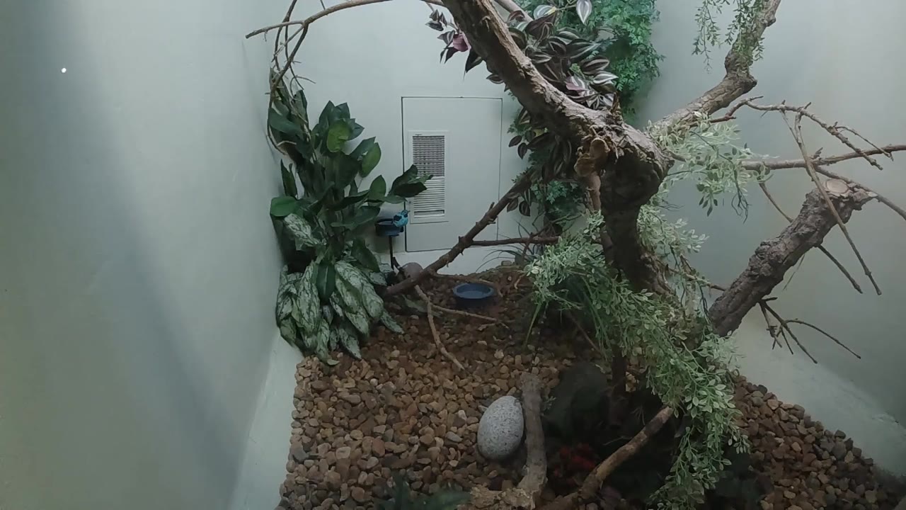 Colorado zoo enclosure at 0:02 showing gnarled bare branch in foreground, dark green foliage at right, brown bark-chip ground, smooth grey stone, and glass viewing window; no people or animals visible