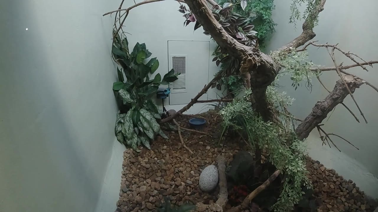 Zoo enclosure interior, gnarled branch left of frame, green foliage right, grey stone center-lower, large glass window right