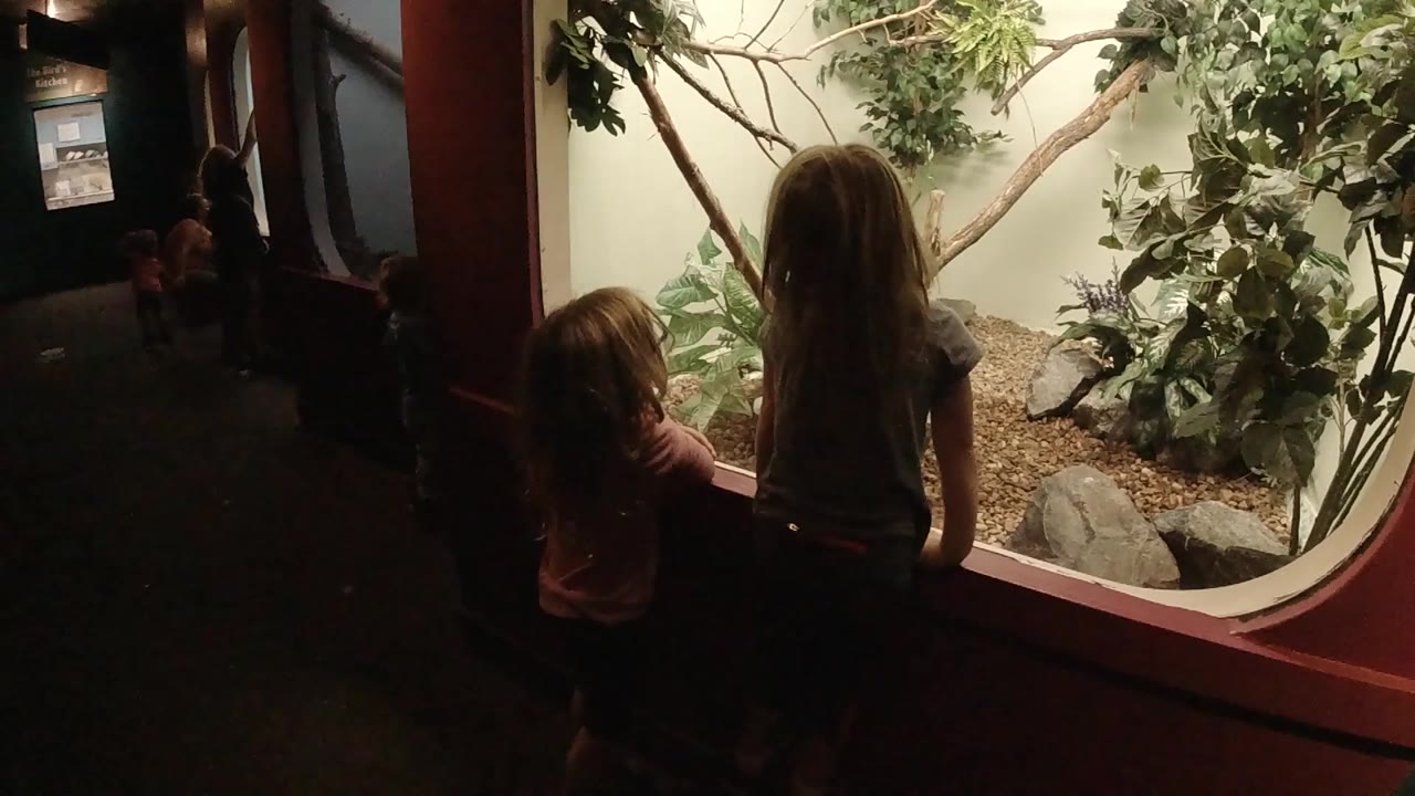 One second in, the smaller child stands close to the older girl while both look through the red-framed glass at leafy branches and gravel inside the exhibit.