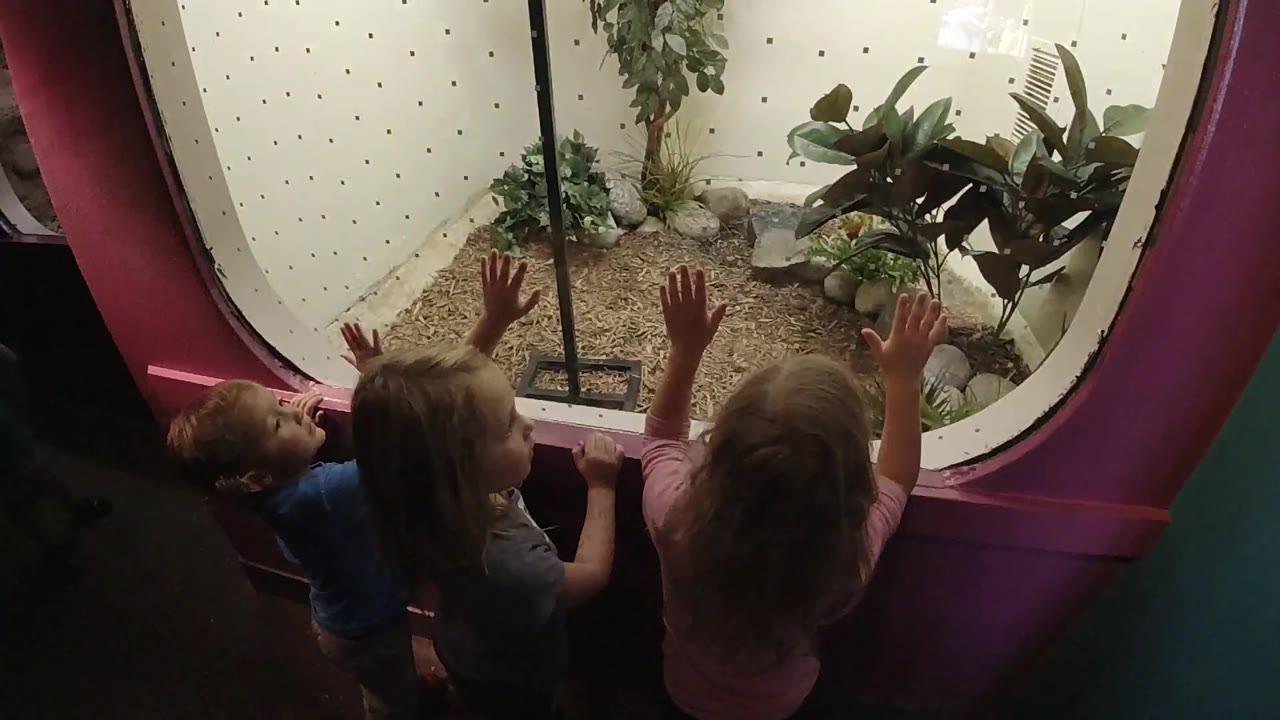 The children remain clustered at the Colorado zoo viewing window while plants and rocks fill the enclosure behind the glass.
