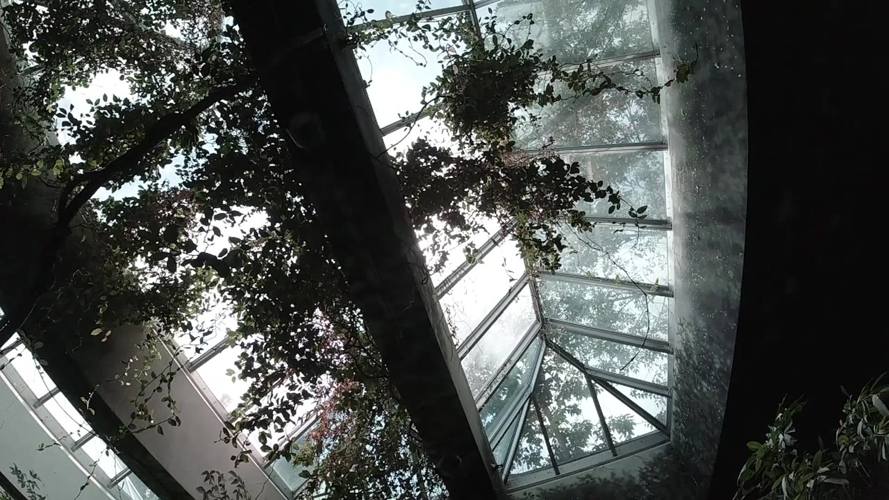 Upward view inside a Colorado butterfly sanctuary with a glass roof, silhouetted branches, hanging leaves, and no visible people.