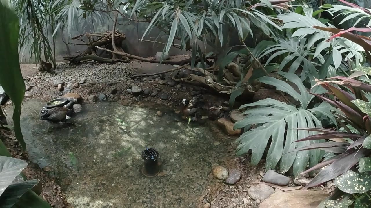 Small ducks rest and swim near the left side of a shallow Colorado zoo pond, with large green leaves and rocks around the water and no visible people.